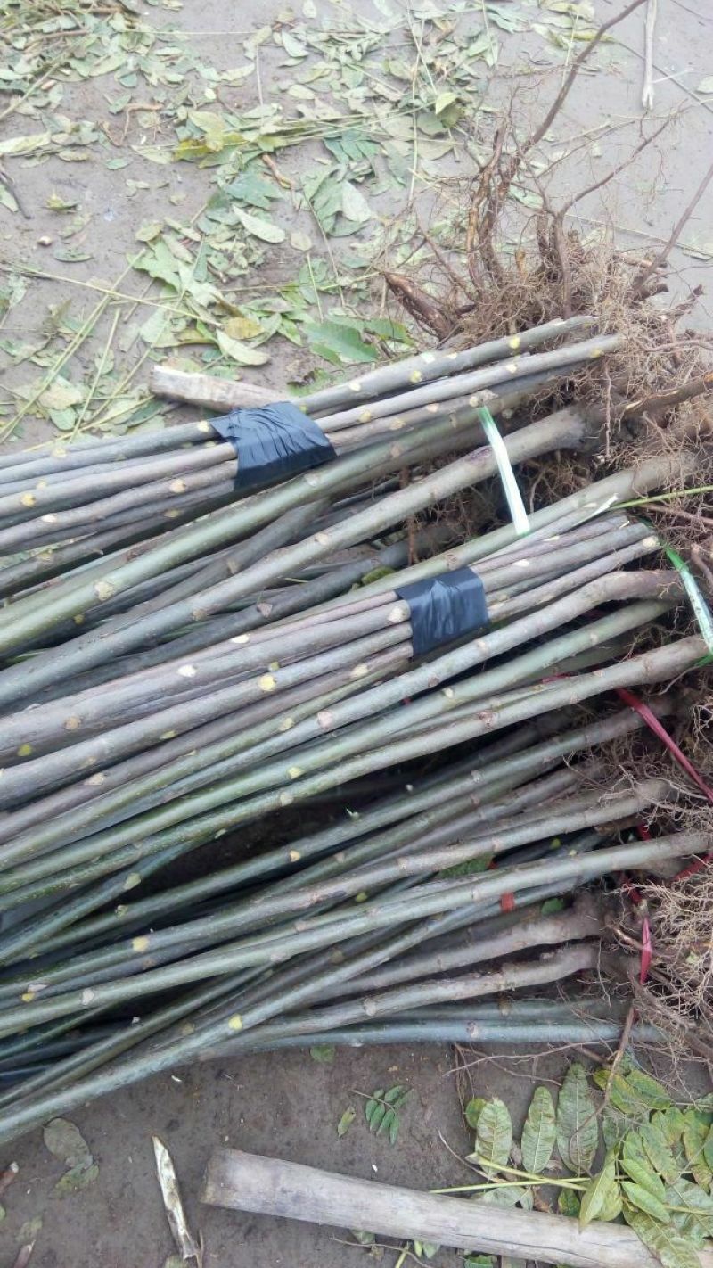 矮化大棚香椿苗正宗泰山红油香椿种苗，营养丰富色艳味浓