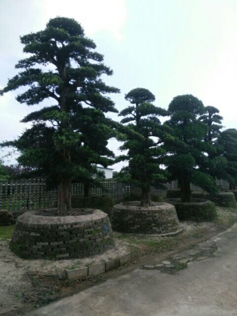 造型松10公分