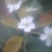 沙澧特晚秋黄梨600g以上光果