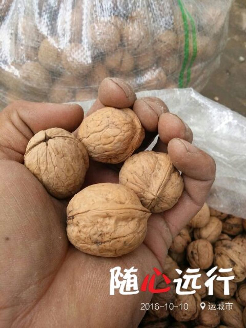绵核桃25mm以下去皮干