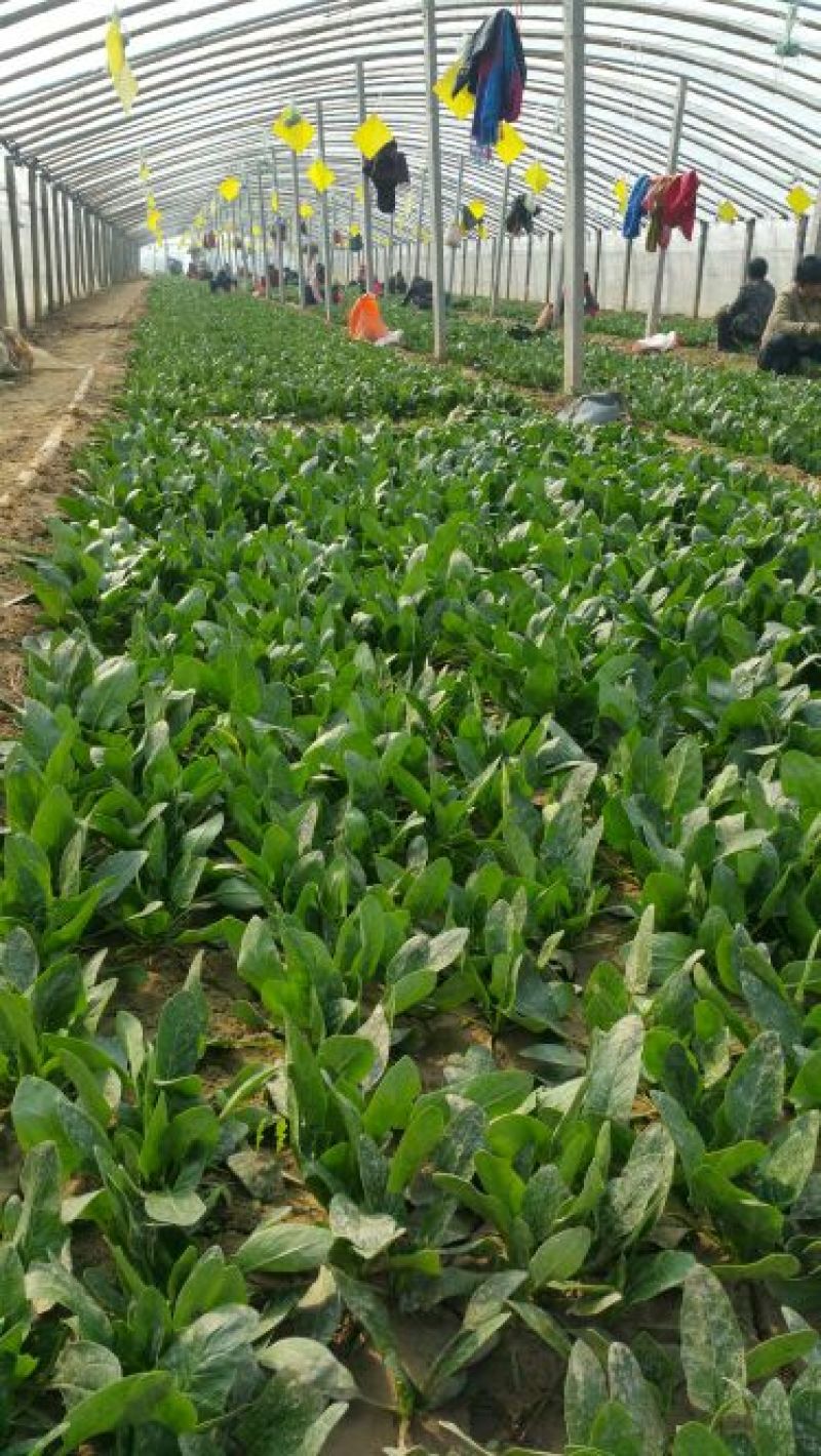 黑叶菠菜20~25厘米
