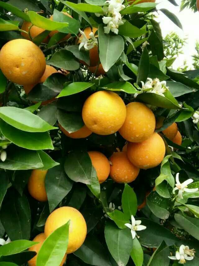 夏橙湖北宜昌市秭归县_批发_供应-一亩田农业