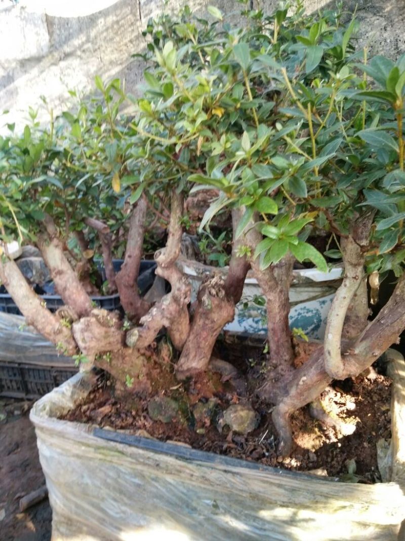 杜鹃树桩30~35cm