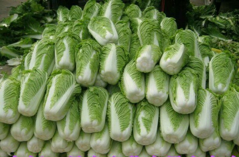 北京新三号白菜大量供应