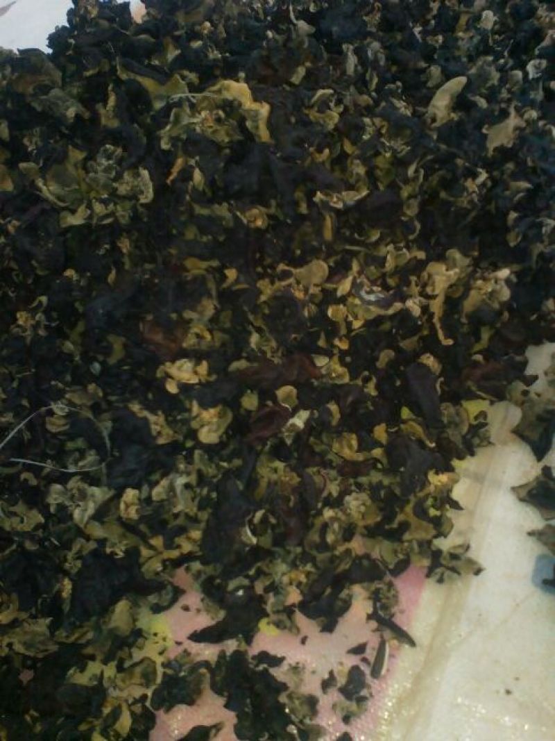 干木耳一级