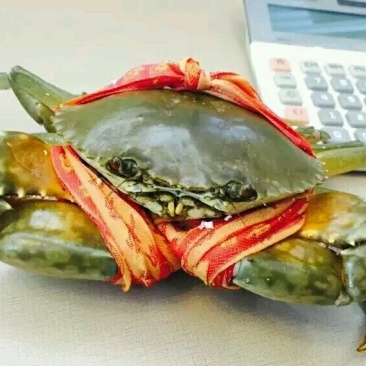 锯缘青蟹食用雄蟹