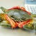 锯缘青蟹食用雄蟹