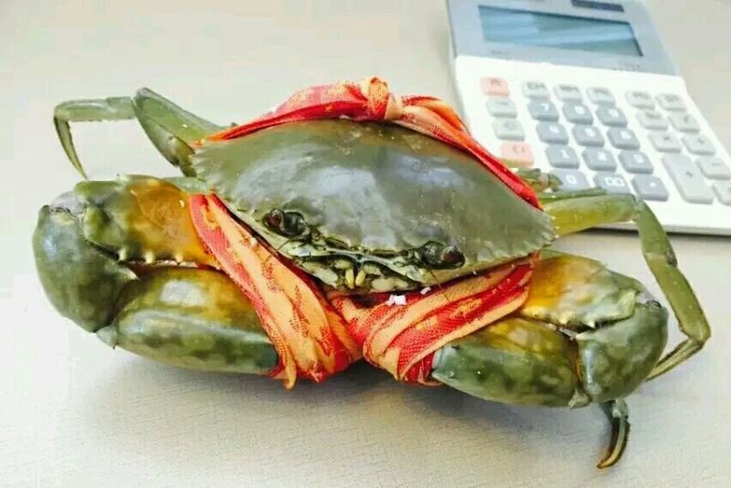 锯缘青蟹食用雄蟹