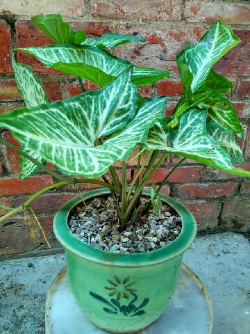 合果芋(白蝴蝶)包邮.产地广东德庆县.耐萌