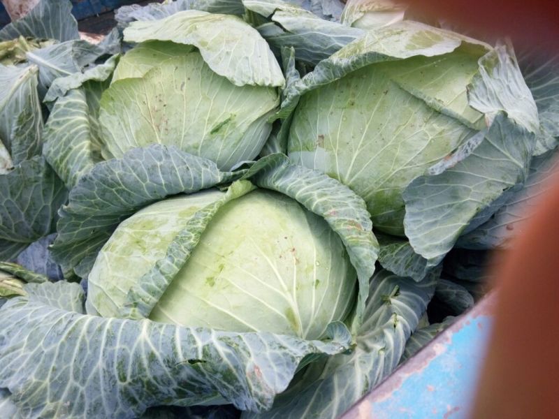 供应山东菏泽京丰甘蓝，包菜，平包供应经纪人一手货源，