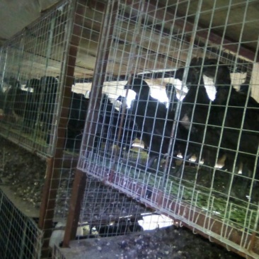 黑凤鸡苗1斤以上