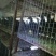 黑凤鸡苗1斤以上