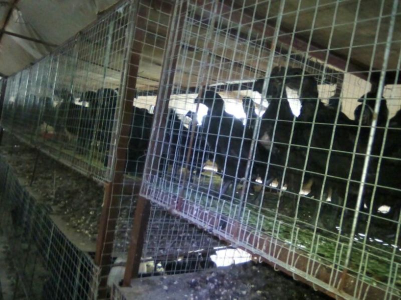 黑凤鸡苗1斤以上