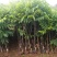 薄皮核桃接穗50~100cm一年苗