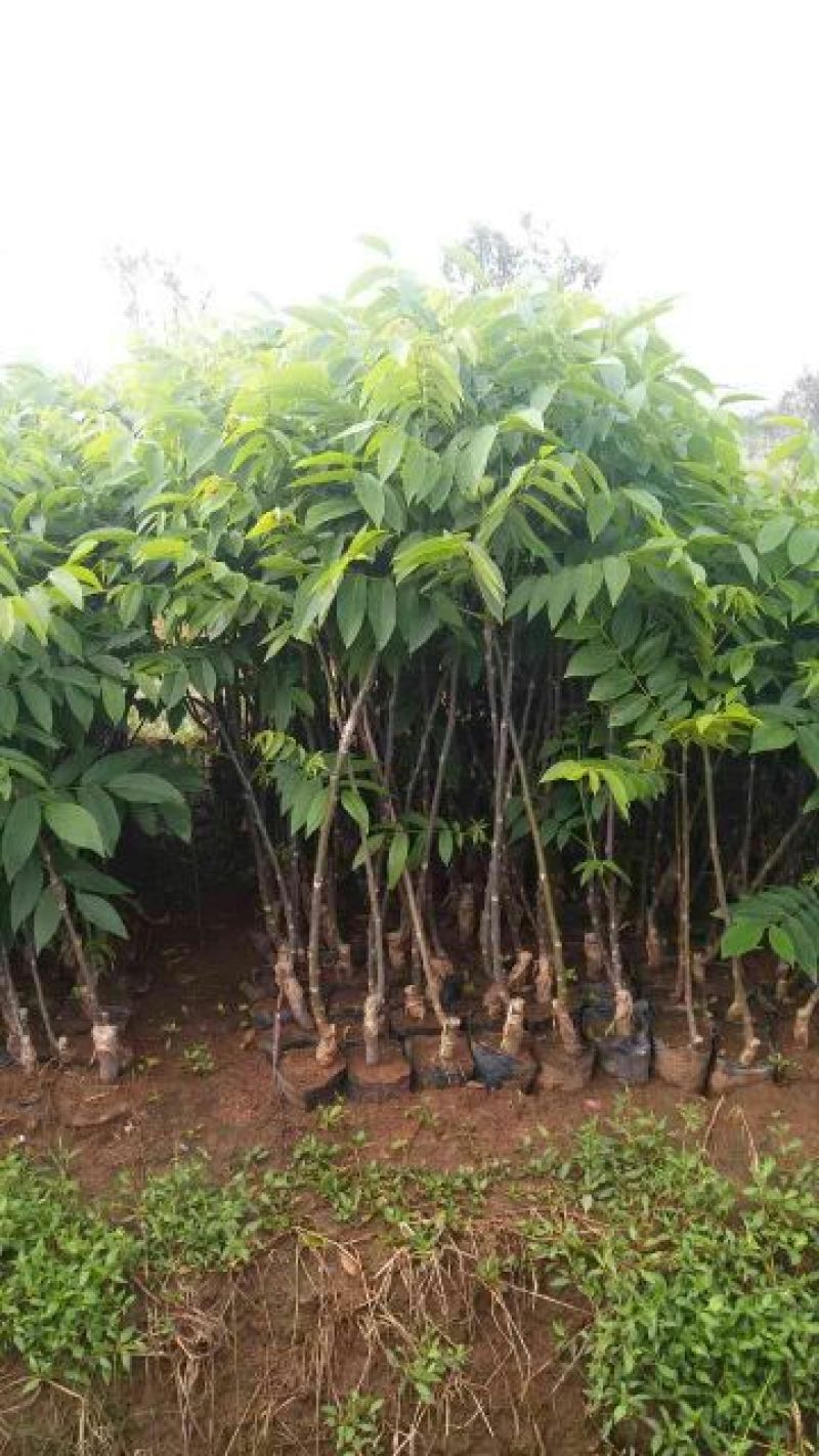 薄皮核桃接穗50~100cm一年苗