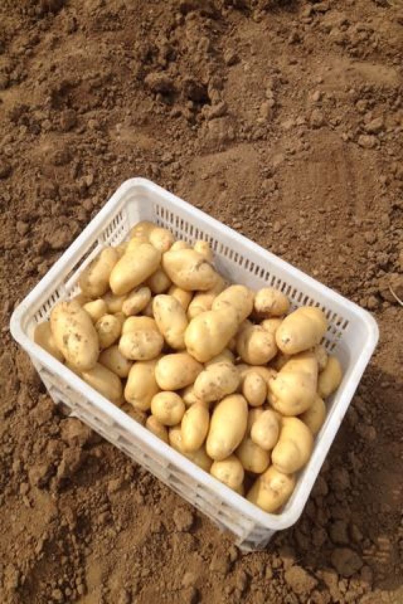 山东土豆产地荷兰十五土豆