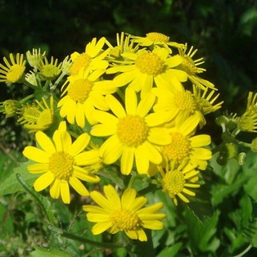 野菊花统货