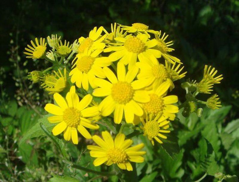 野菊花统货