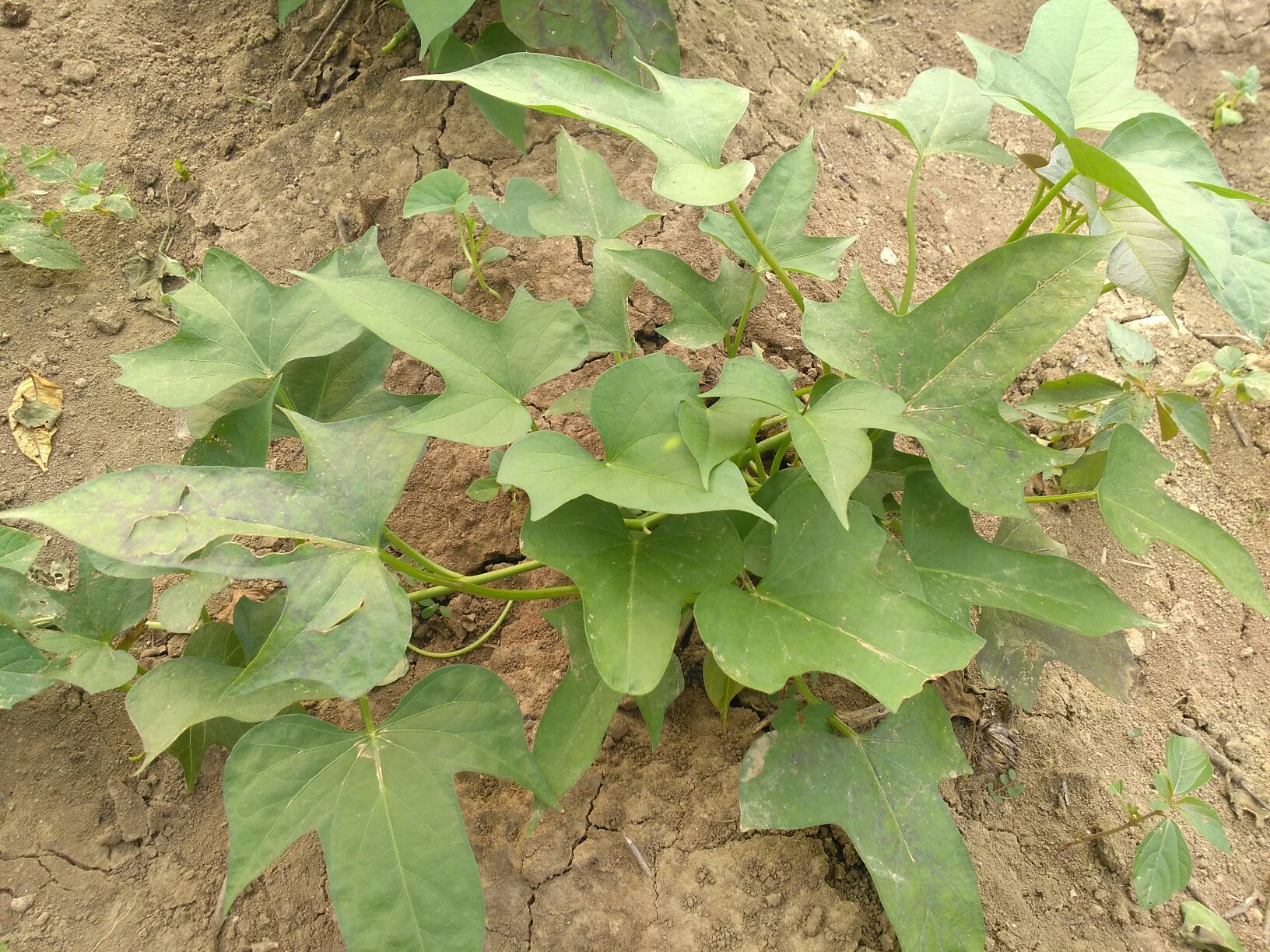 安徽亳州市谯城区商薯19红薯苗 15~25cm批发