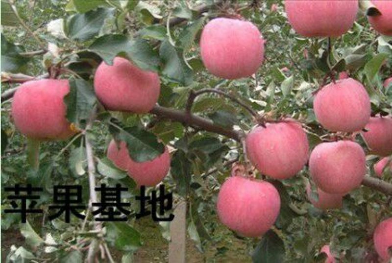 红富士苹果75mm以上膜袋