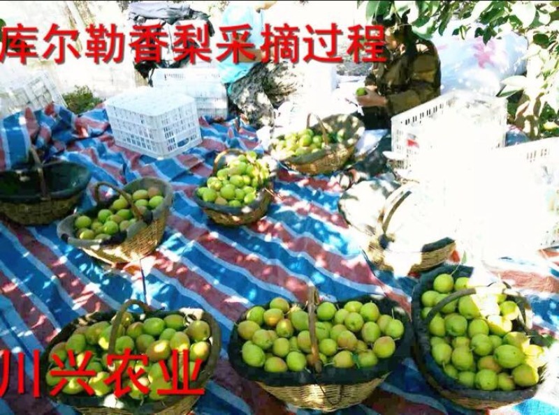 库尔勒香梨