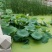 睡莲盆栽睡莲品种睡莲香水睡莲睡莲供应睡莲基地