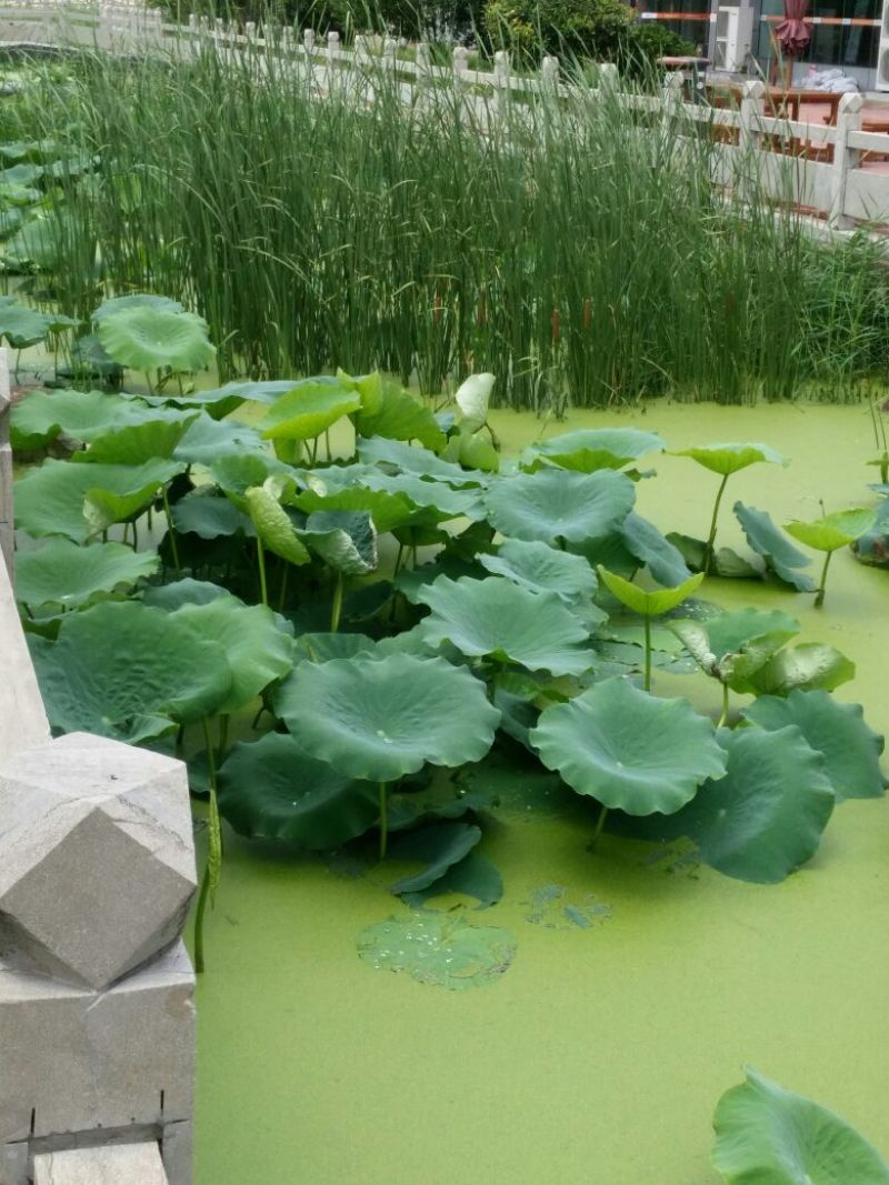 睡莲盆栽睡莲品种睡莲香水睡莲睡莲供应睡莲基地