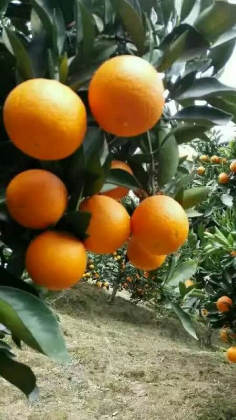 纽荷尔，长虹，自产自销，货源充足，无中间商