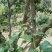 百年大树茶