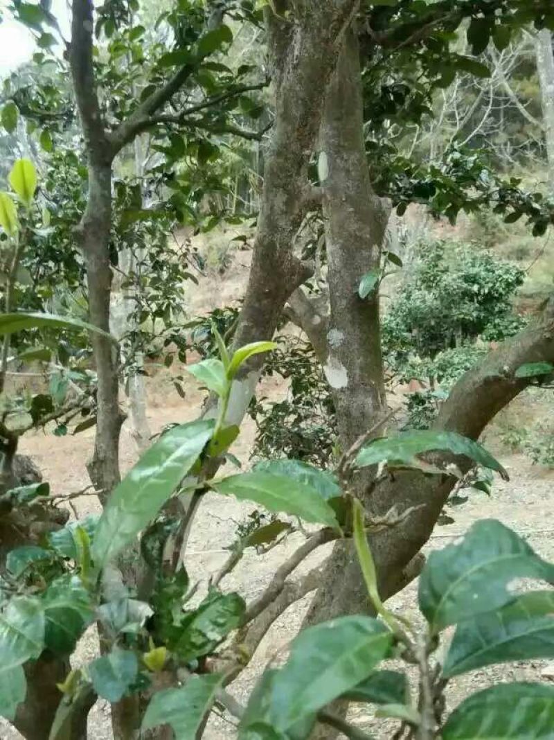 百年大树茶