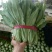 油麦菜10~15厘米以上