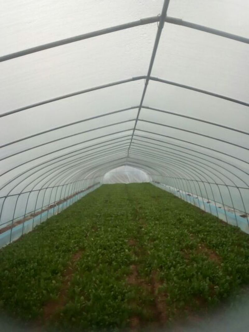 大叶菠菜10~15厘米