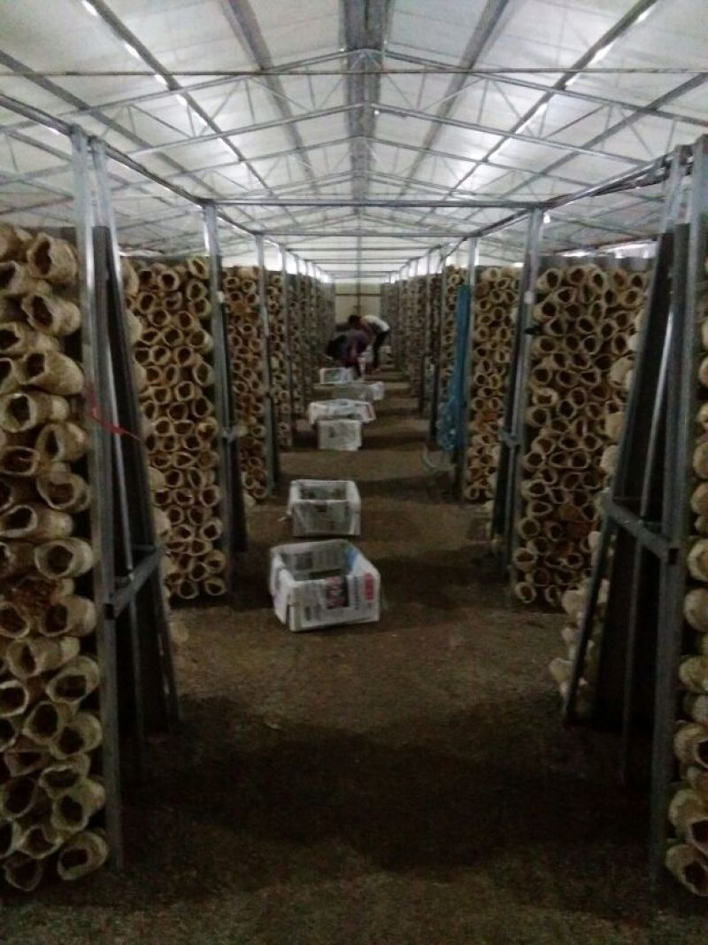 茶树菇