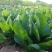 大叶菠菜
