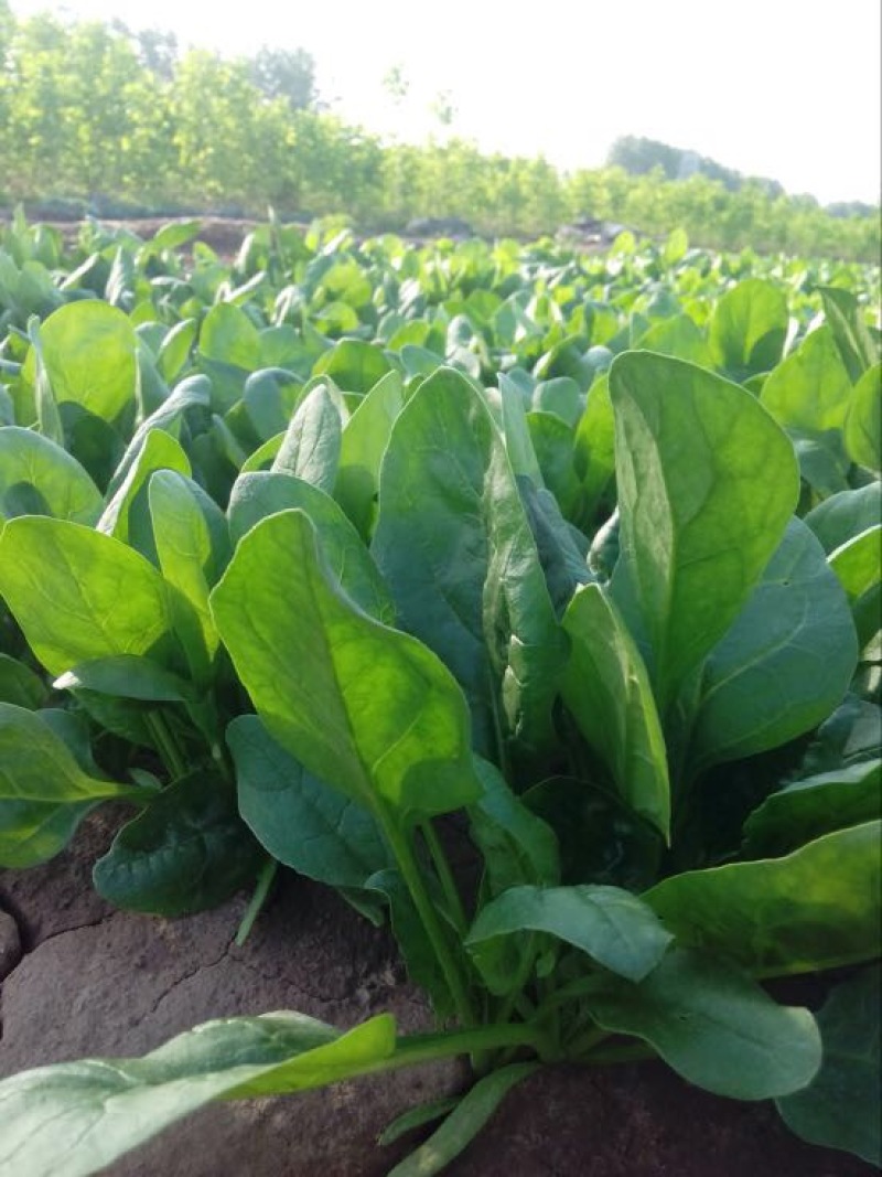 大叶菠菜