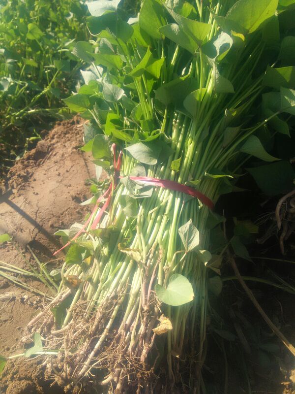 济薯26山东德州夏津县_批发_供应-一亩田农业