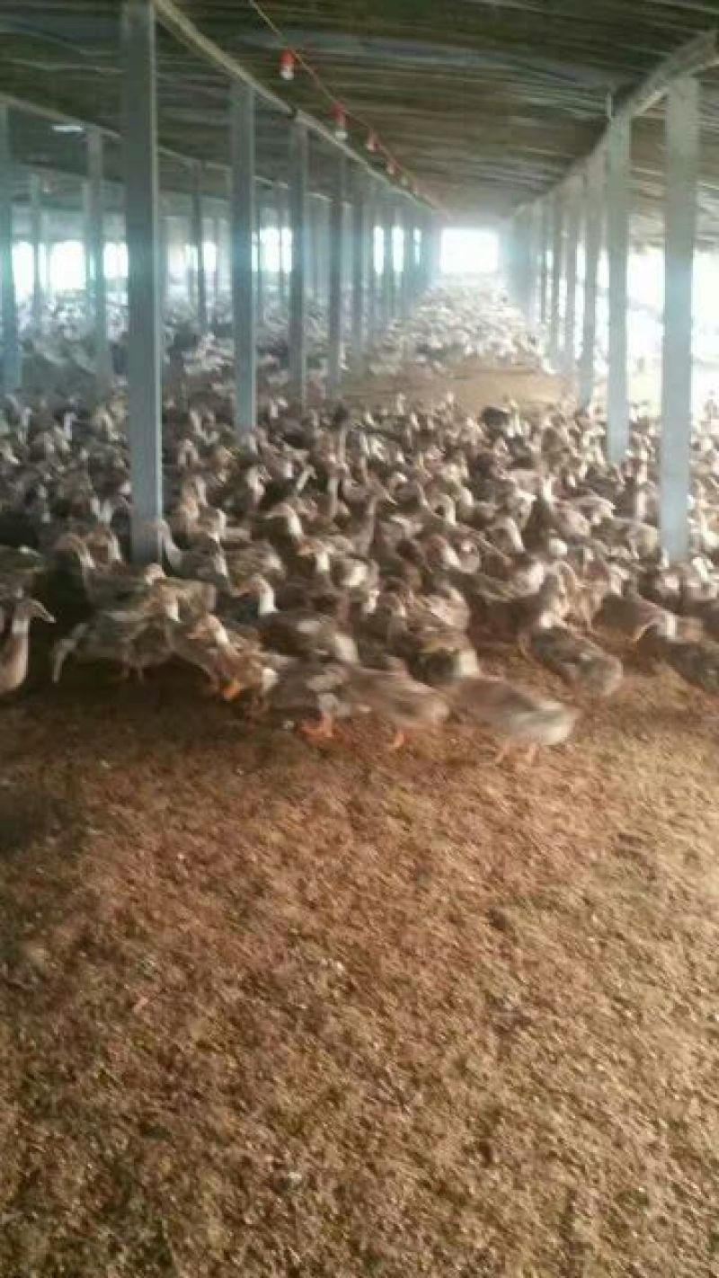 南阳孵化场黑金腚鸭苗统货