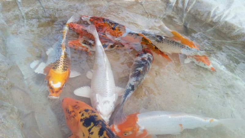 锦鲤鱼苗0.5~1公斤