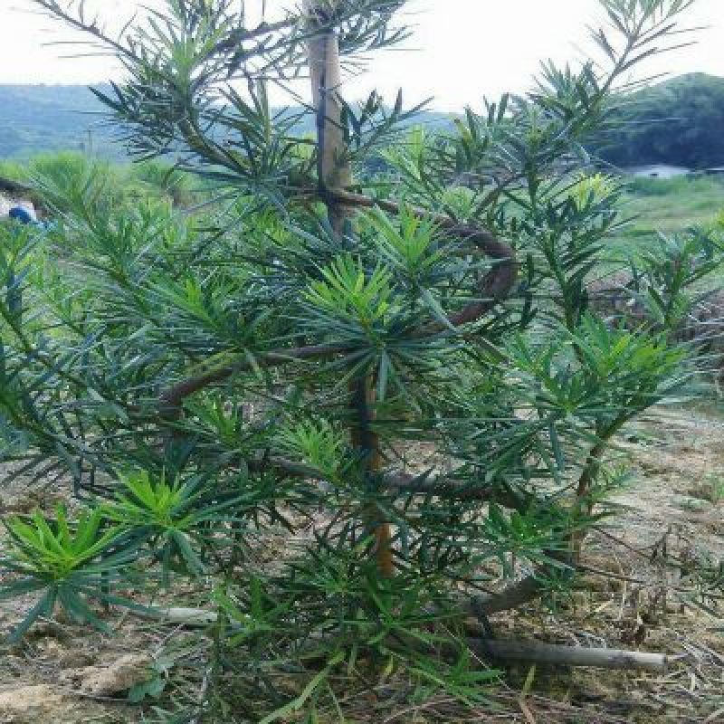 出售罗汉松5—13公分高3~4米