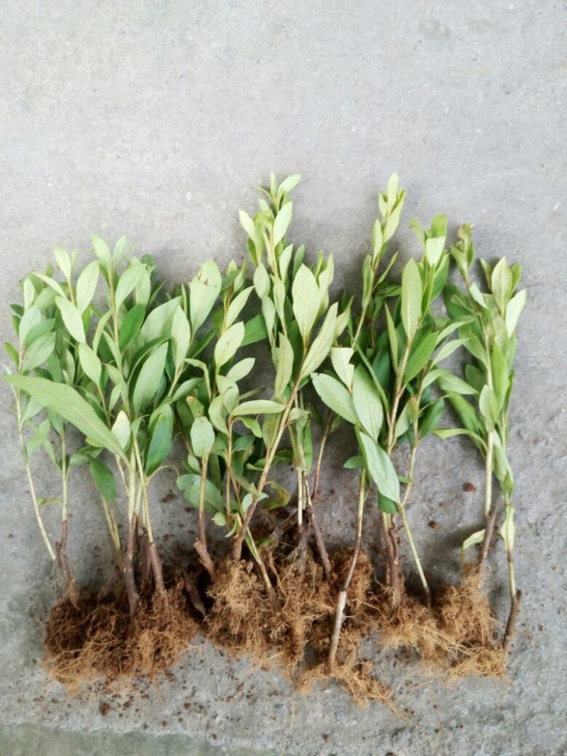 杜鹃2~4cm4cm以下0.5~1米