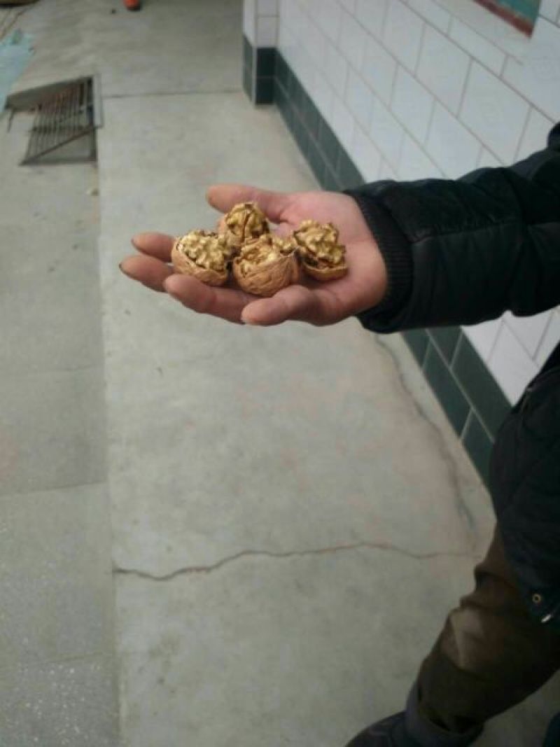 薄皮核桃去皮干