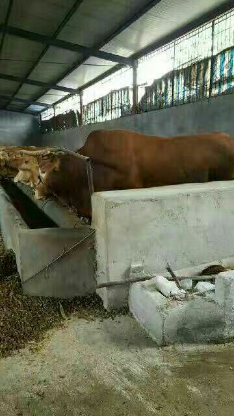 肉牛小牛苗，肉牛犊，育肥牛犊，黄牛犊全国包运货到付款