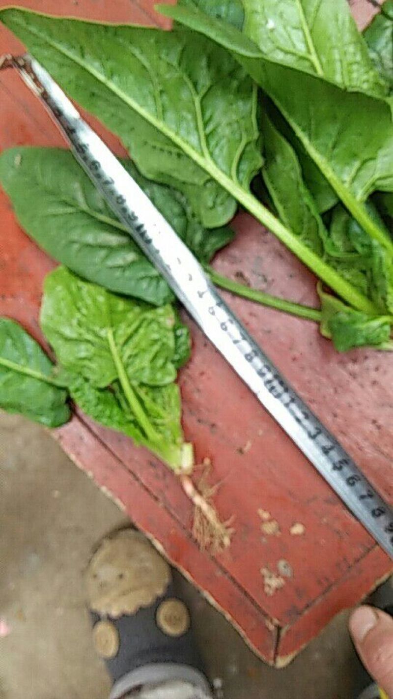 大叶菠菜20~25厘米