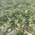 越冬菠菜10~15厘米