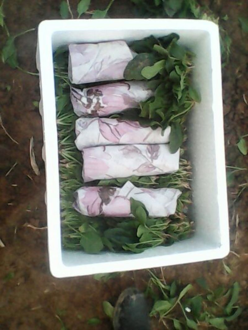 名门菠菜