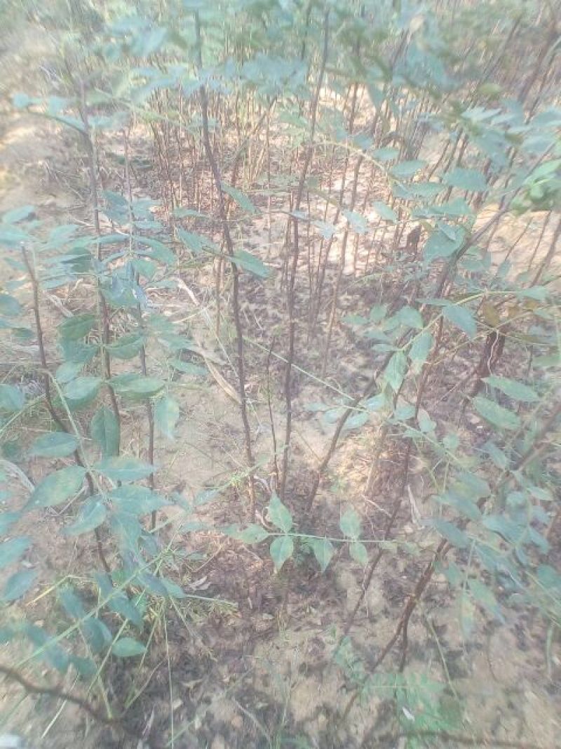 花椒苗0.5~1年