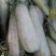 博洋蜜甜瓜1斤以上