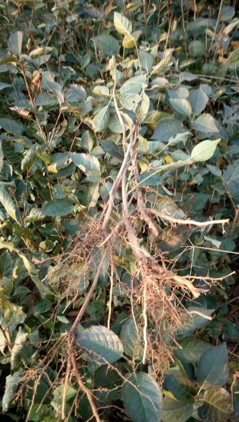 M9t337矮化砧烟富八号苹果树苗苹果苗全国可种植