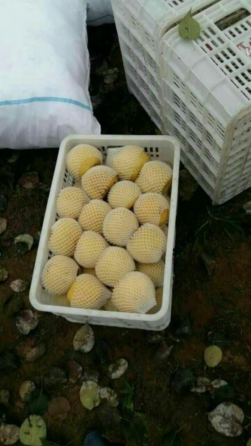 砀山梨300~350g光果