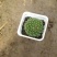 多肉植物